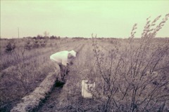 Planting trees